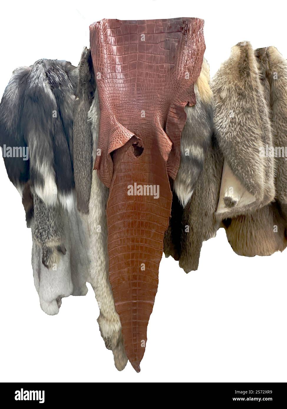 Pelli, pelli, pellicce, pelli sono appese isolate alla tassidermia. Cuoio di alligatore in pelle marrone lucido. Le pellicce provengono da vari piccoli animali selvatici. Foto Stock