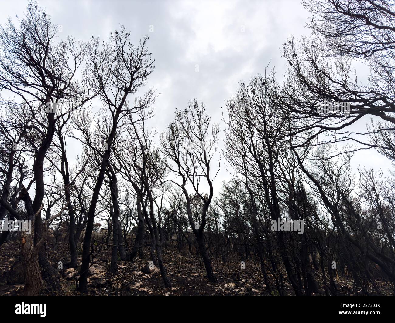 Alberi bruciati, foreste bruciate, boschi dopo incendi, cielo nuvoloso. Disastro Foto Stock