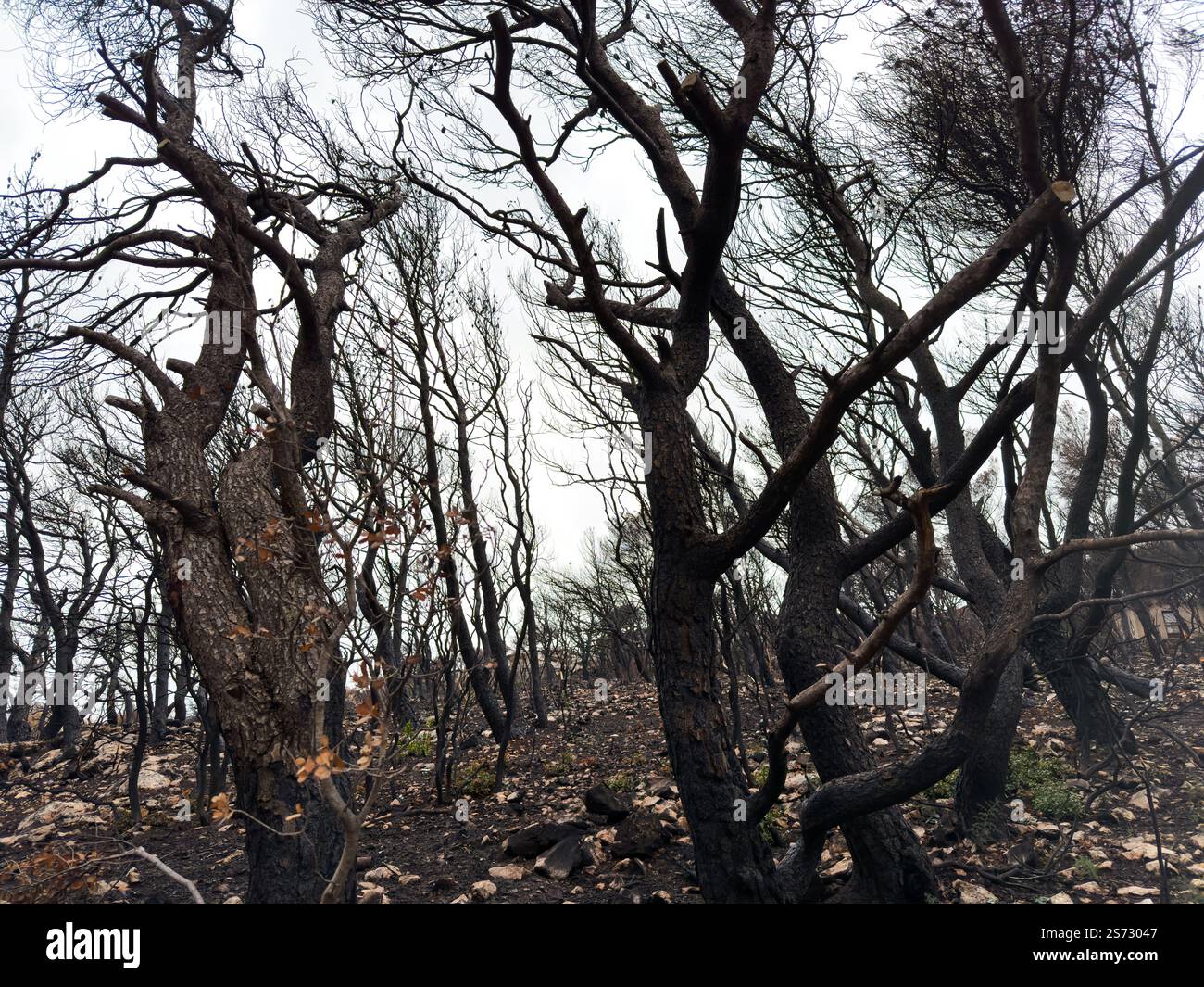 Alberi bruciati, foreste bruciate, boschi dopo incendi, cielo nuvoloso. Disastro Foto Stock