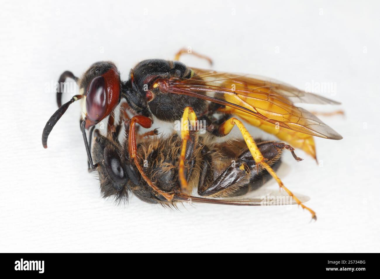 Bee-killer Wasp Philanthus triangulum. Vespa di Beewolf con un'ape da miele cacciata. Foto Stock