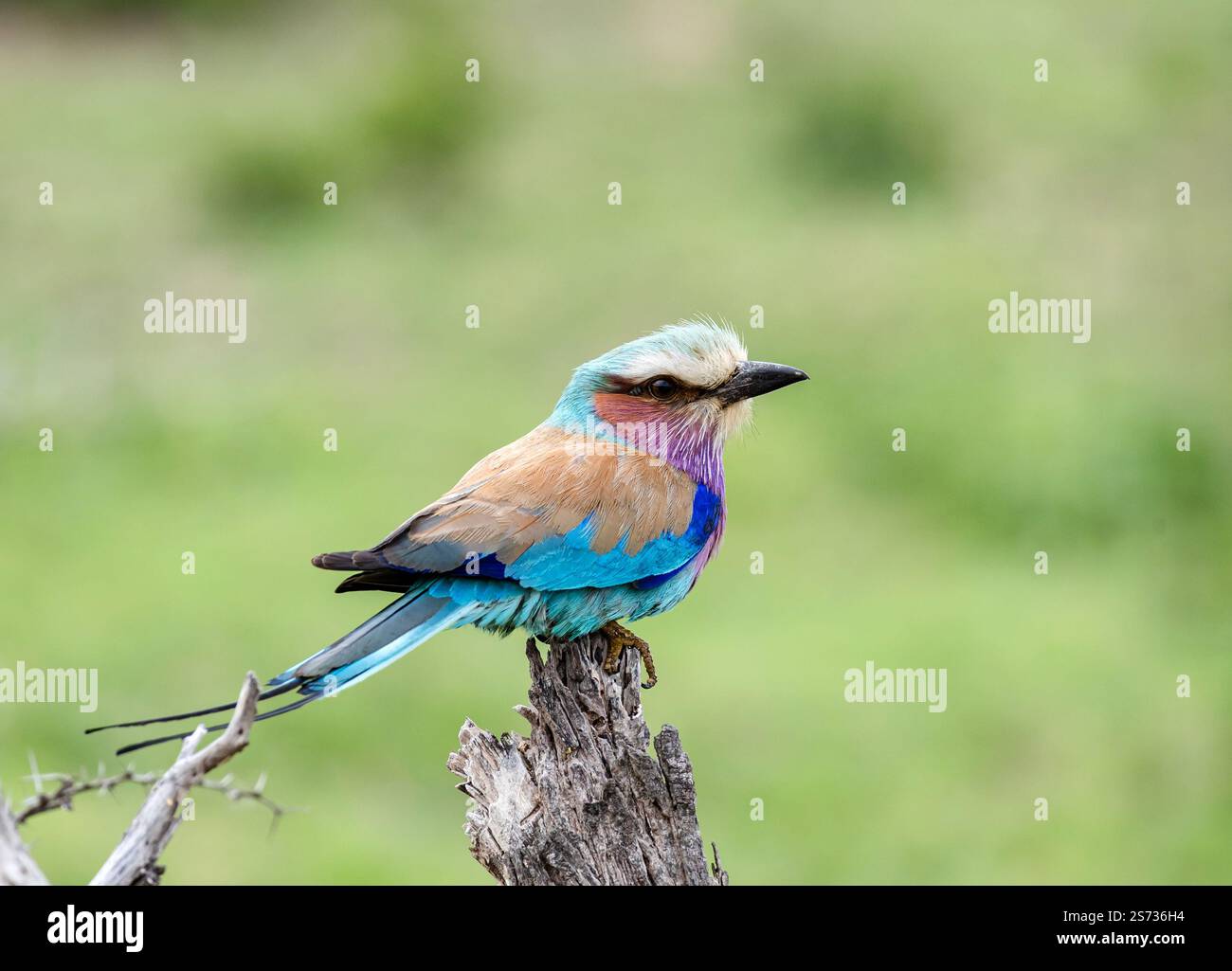Rullo europeo colorato uccello su ramo asciutto, sfondo verde. Sudafrica, safari nel Kruger National Park. piccolo uccello di colore blu rosa arancione. Fauna selvatica Foto Stock