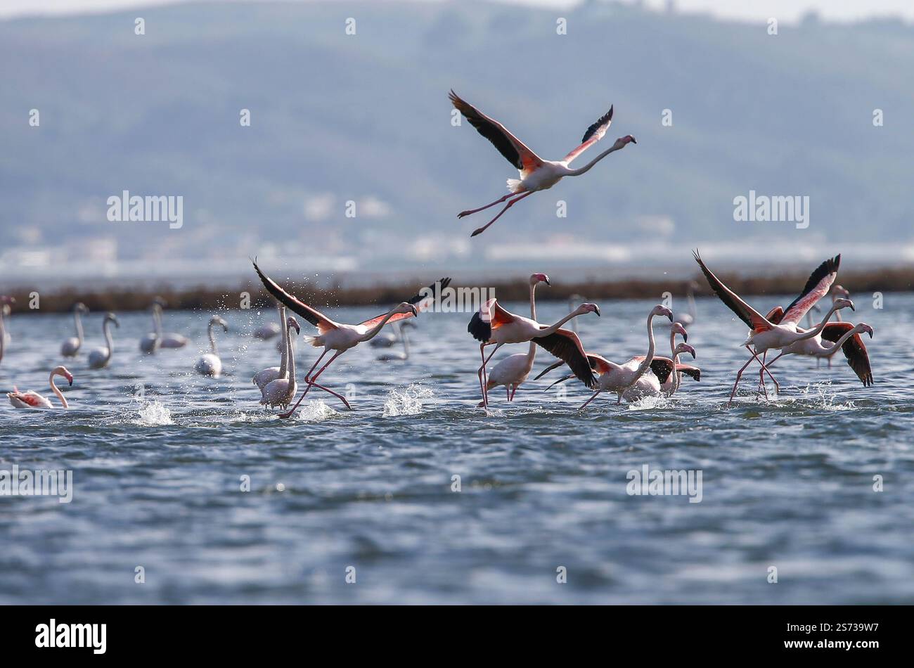 Divjaka, Karavasta, Albania. 18 gennaio 2025. I fenicotteri (Phoenicopterus roseus) sono visibili nel Parco nazionale della laguna di Karavasta a Divjaka, Albania. Gli ambientalisti temono che il nuovo aeroporto internazionale, in costruzione vicino alla città costiera di Valona, danneggerà la fauna e l'ecosistema locali di questa laguna, in quanto ospita molti uccelli migratori. (Credit Image: © Armando Babani/ZUMA Press Wire) SOLO PER USO EDITORIALE! Non per USO commerciale! Foto Stock