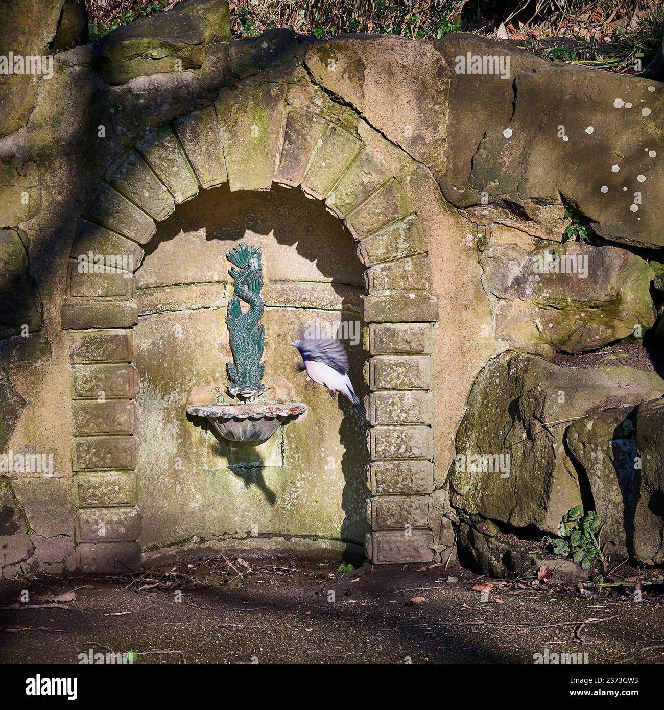 Un piccione sorvola la fontana dei delfini (un serpente marino) ad Avenham Park, Preston, Regno Unito Foto Stock Un piccione sorvola la fontana dei delfini (un serpente marino) ad Avenham Park, Preston, Regno Unito Foto Stock