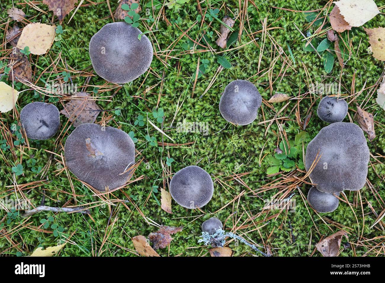 Tricholoma terreum, chiamato anche Tricholoma myomyces, comunemente noto come cavaliere grigio o tricholoma sporco, fungo selvatico proveniente dalla Finlandia Foto Stock