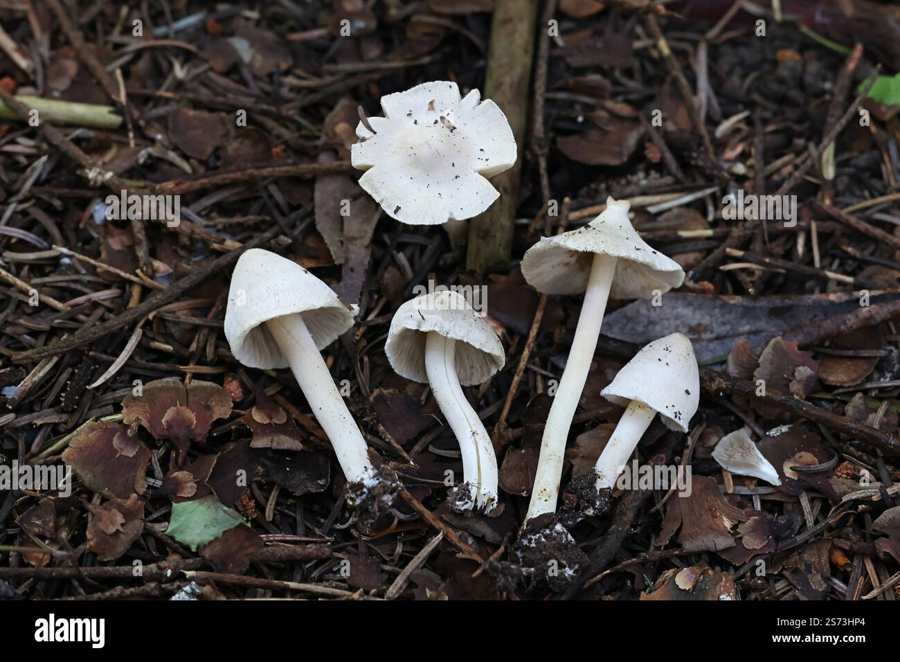 Inocybe umbratica, fungo fibrecap dalla Finlandia, nessun nome inglese comune Foto Stock