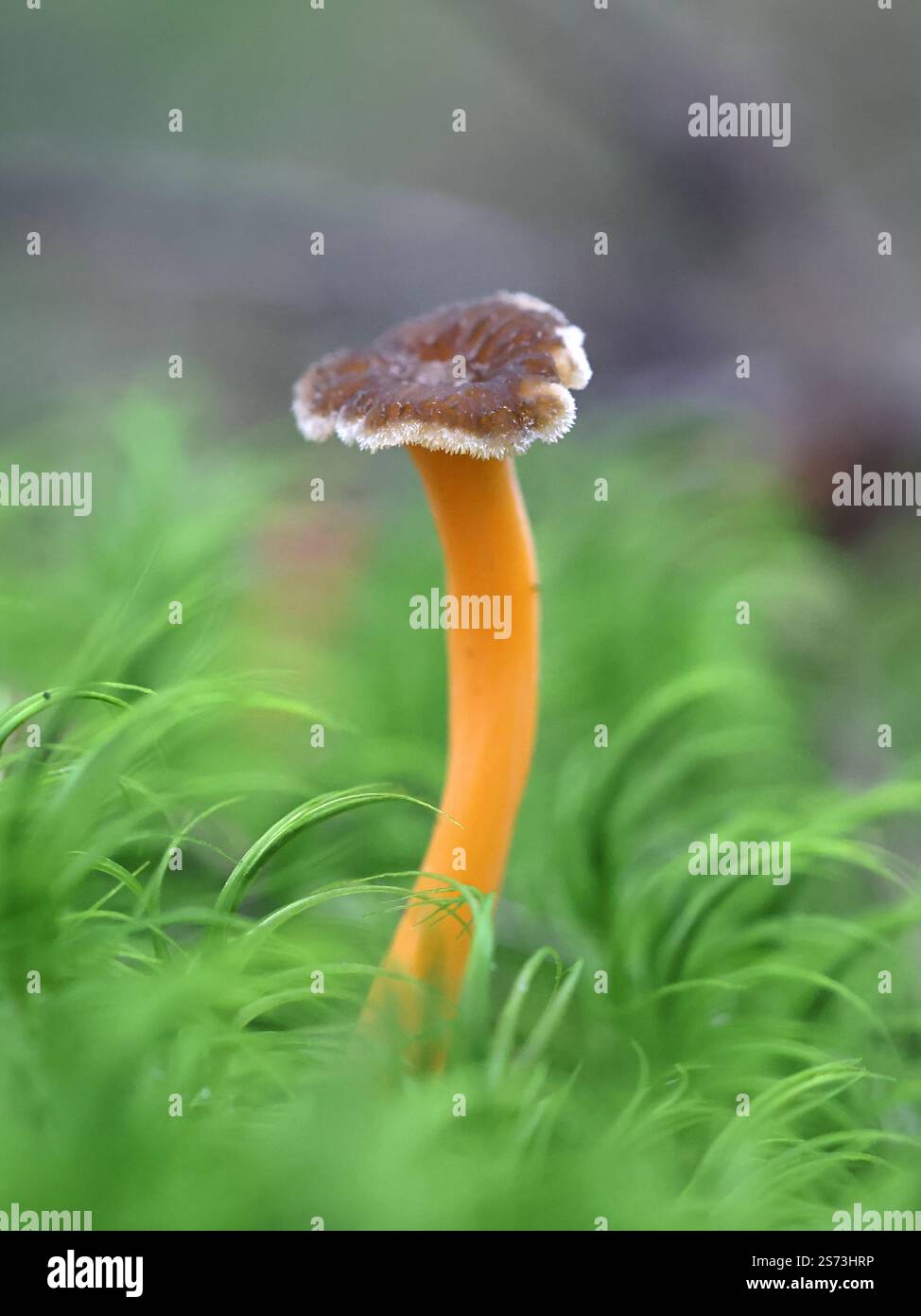 Craterellus lutescens, noto anche come Cantharellus lutescens, comunemente noto come piede giallo o Chanterelle d'oro, funghi selvatici dalla Finlandia Foto Stock