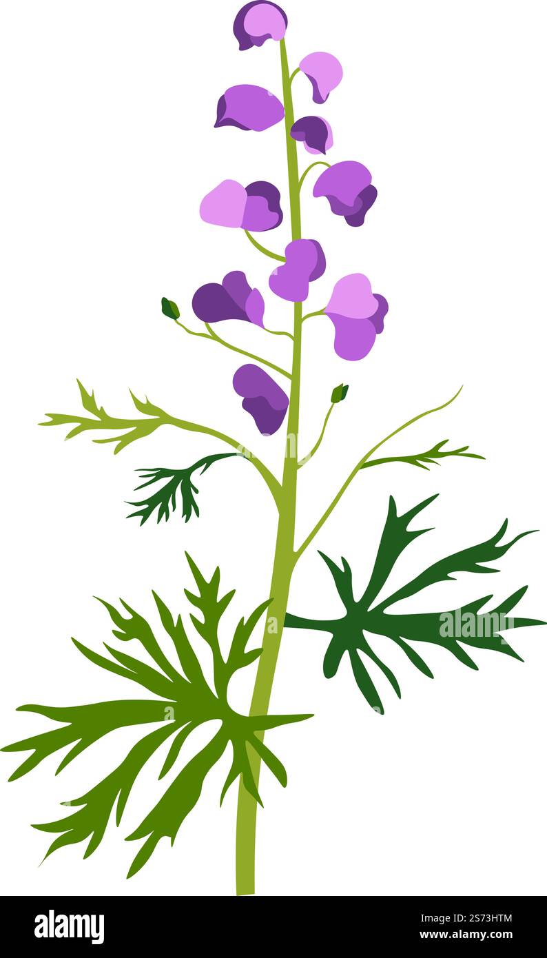 Fiore aconite fiorente, effetto medicinale di erbe, decorazione e trattamento. Aconitum pianta perenne, fiore selvatico fiorito e fiorente. Composizione di arbusti e cespugli. Vettore in stile piatto. Fiore aconito in fiore, fiore selvatico o erba Illustrazione Vettoriale