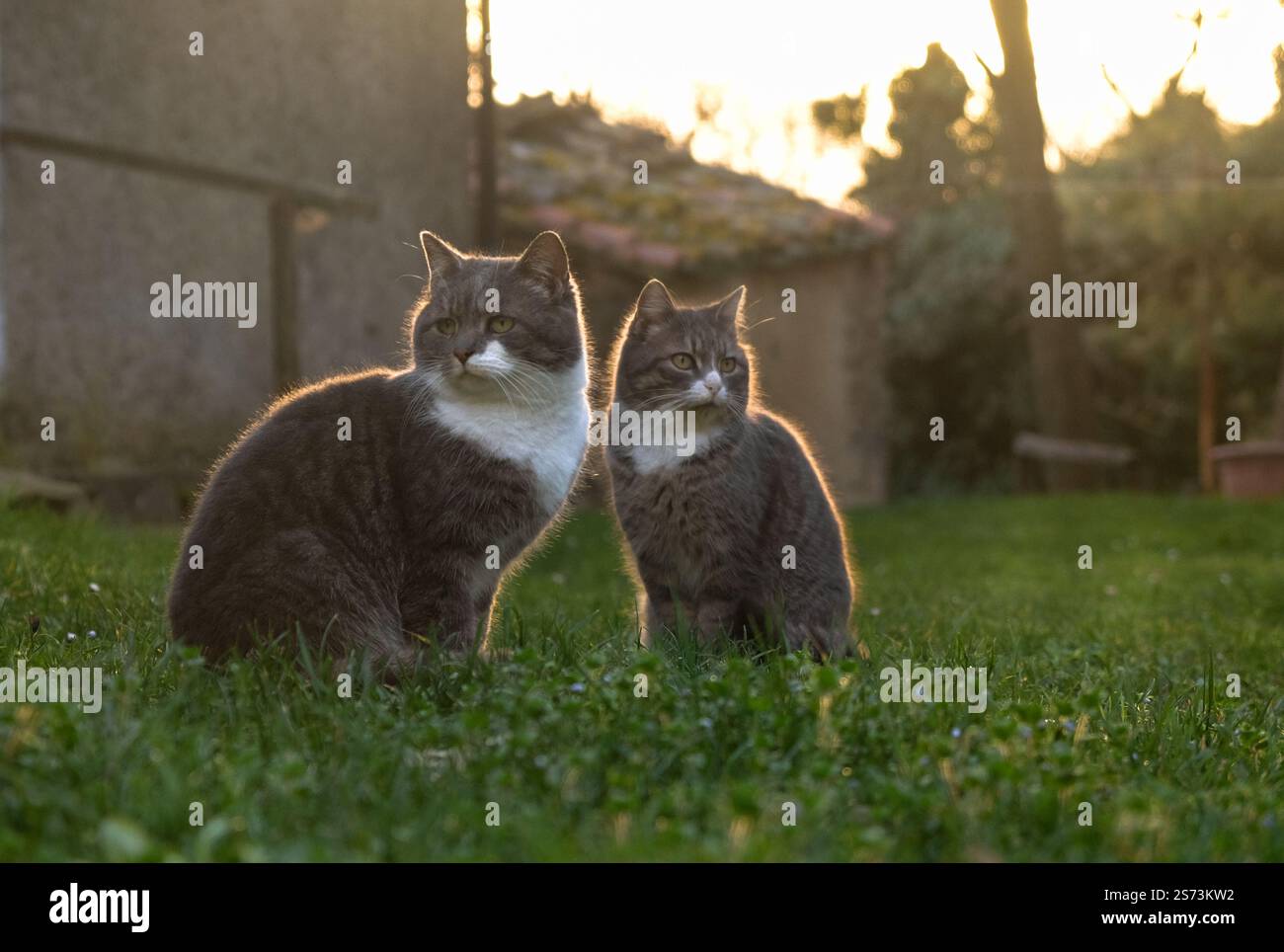 Gatti grigi su un prato in Toscana, Italia Foto Stock