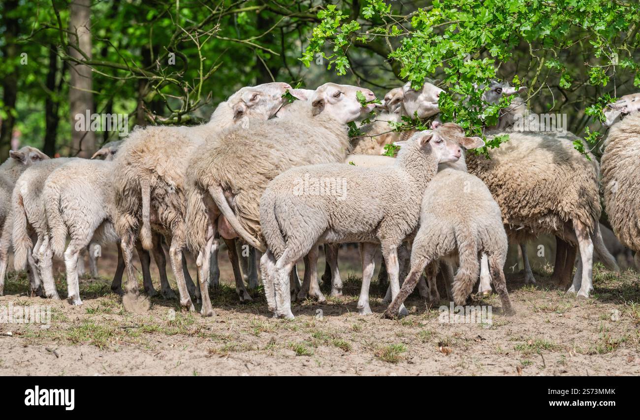 Gregge di pecore e agnelli. Foto Stock