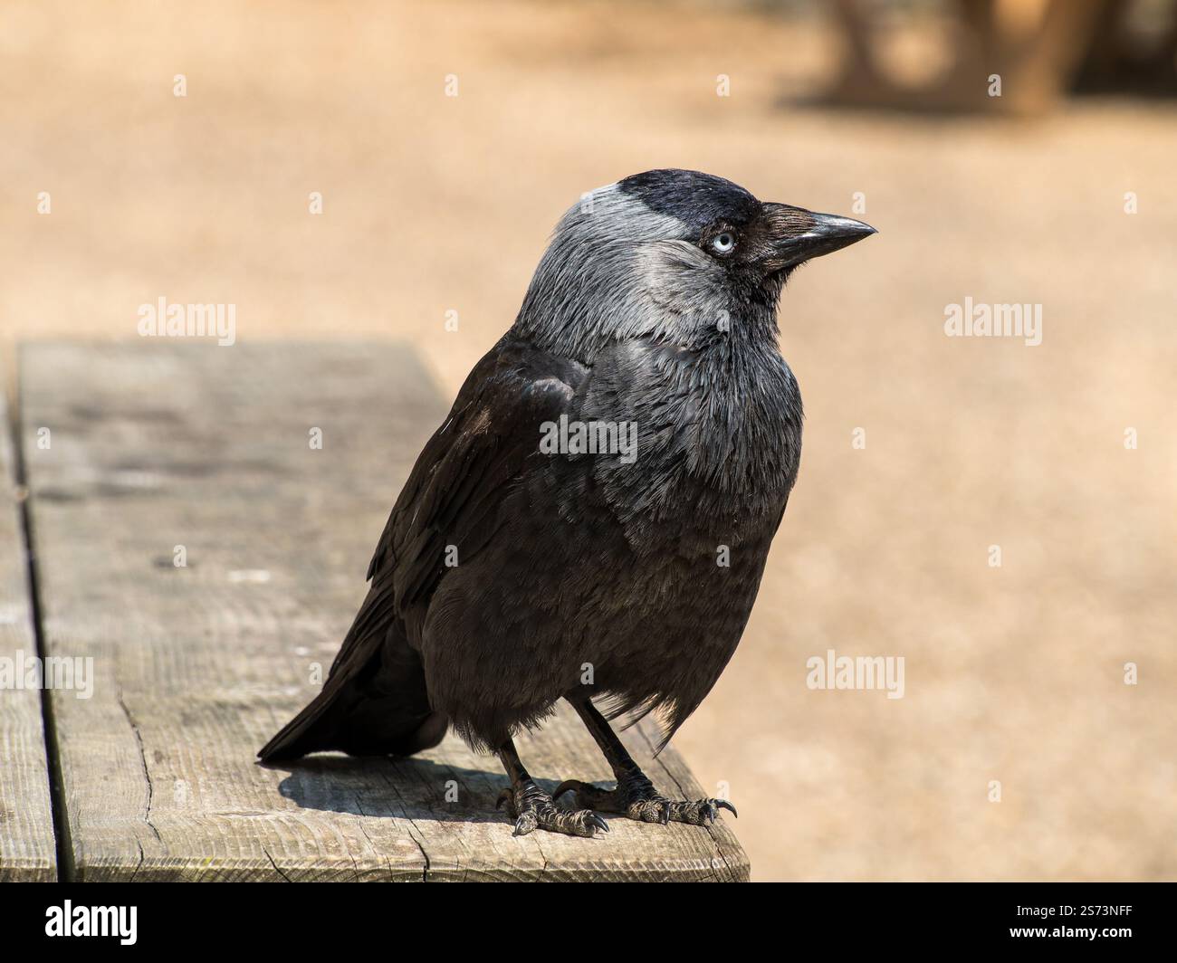 Primo piano di un adulto eurasiatico Jackdaw (Coloeus monedula) con piumaggio nero e grigio sul bordo di un tavolo da picnic in legno, Lincolnshire, Inghilterra, Regno Unito Foto Stock
