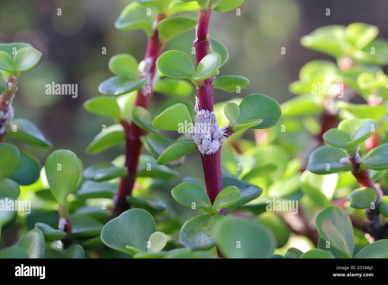 Pianta di giada, pianta fortunata, pianta dei soldi o albero dei soldi, Crassula ovata. Una popolare pianta in vaso con una colonia di coccidi infestanti. Foto Stock