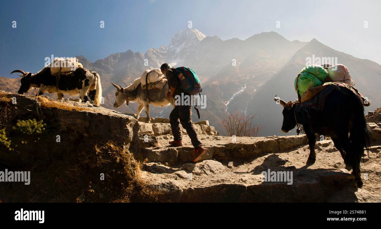 Yak e facchino che trasportano gli oggetti essenziali durante il viaggio verso il campo base del Monte Everest, fotografia di viaggio, Himalaya, Nepal Foto Stock