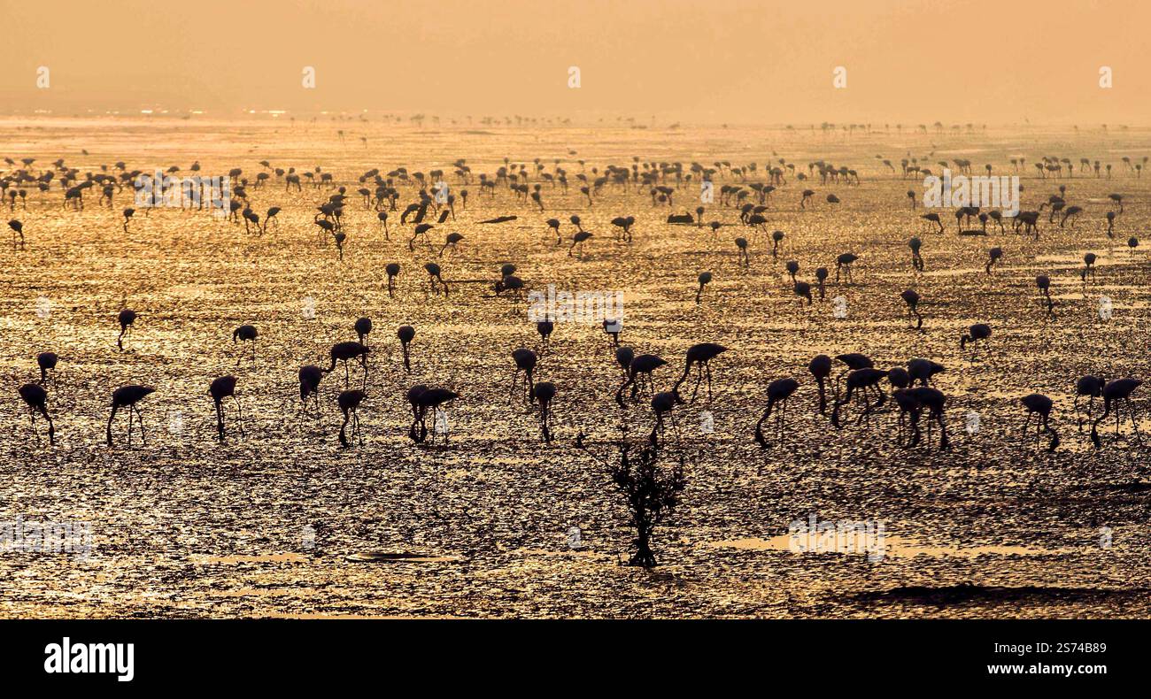 Flemingos che si nutrono di fango all'alba, Mumbai, India, fotografia naturalistica Foto Stock