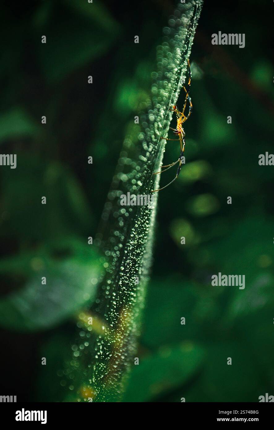 Un ragno in rete, Wildlife Photography, India Foto Stock