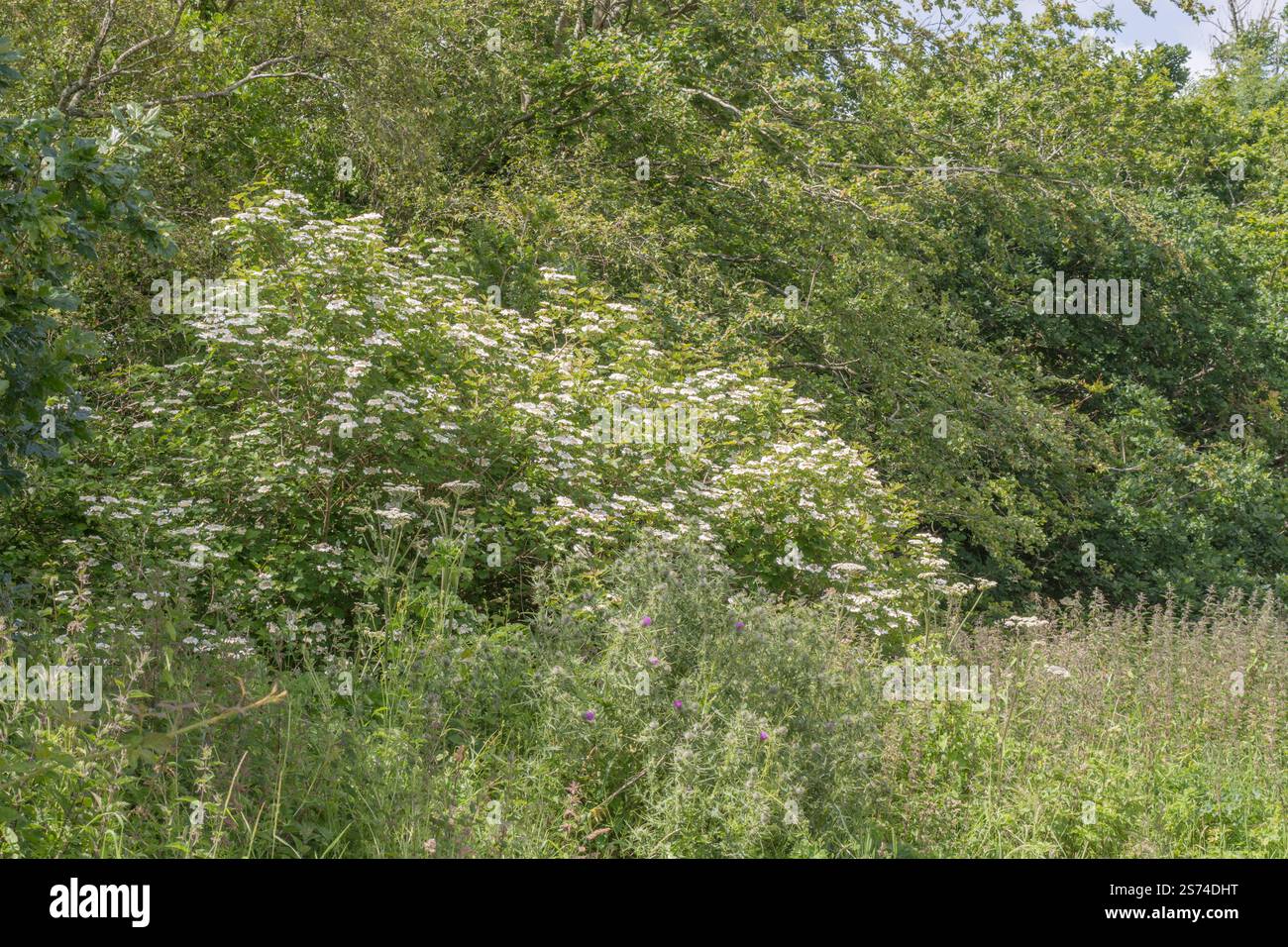 Fioritura Guelder Rosa / Viburnum opulo arbusto crescere in un hedgerow (vedi note). Le bacche possono essere mangiate una volta cucinate ed ex pianta medicinale di erbe. Foto Stock