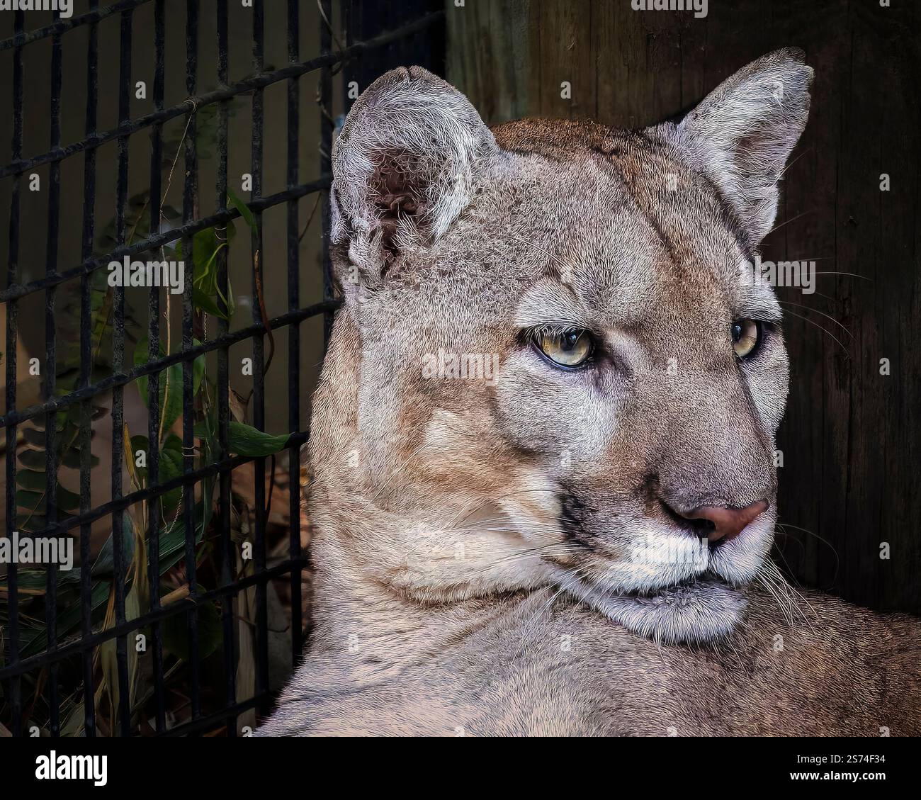 Una pantera della Florida è seduta di fronte a una recinzione. Il gatto guarda la macchina fotografica con un'espressione curiosa Foto Stock