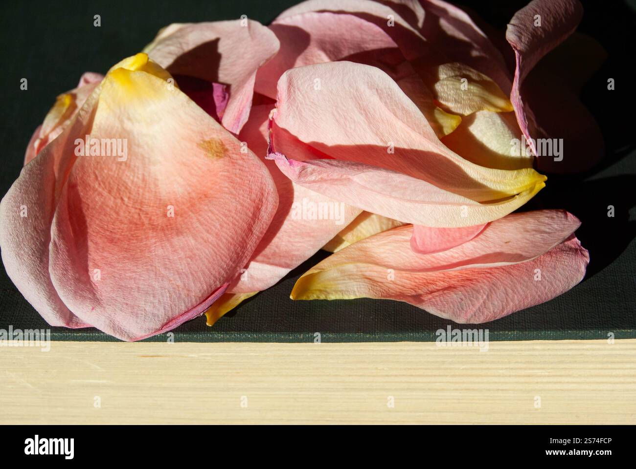 Delicati petali di rosa sparsi sulle pagine aperte di un libro. Foto Stock