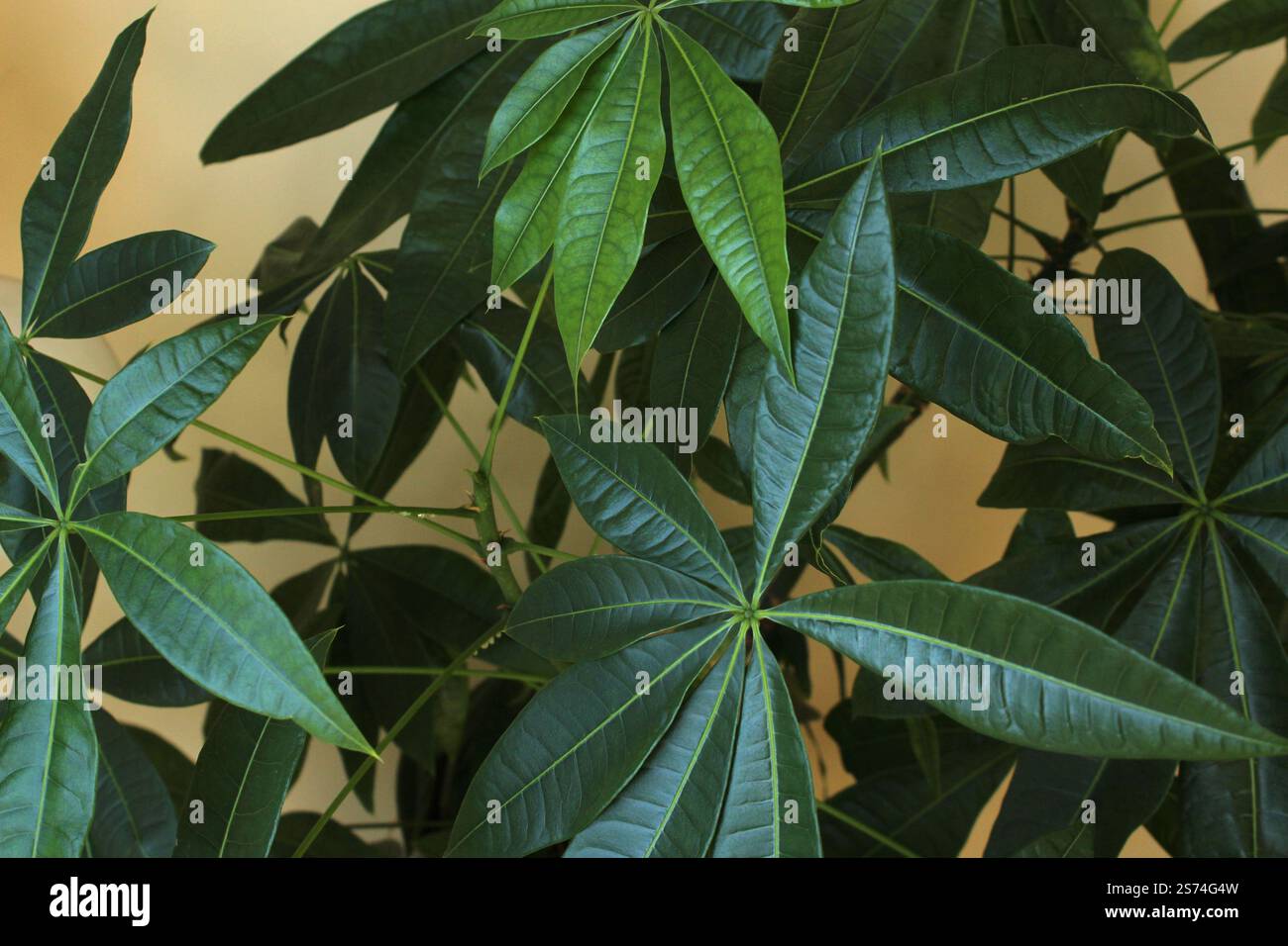 Lush Green Money Tree (Pachira aquatica) lascia in luce naturale Foto Stock