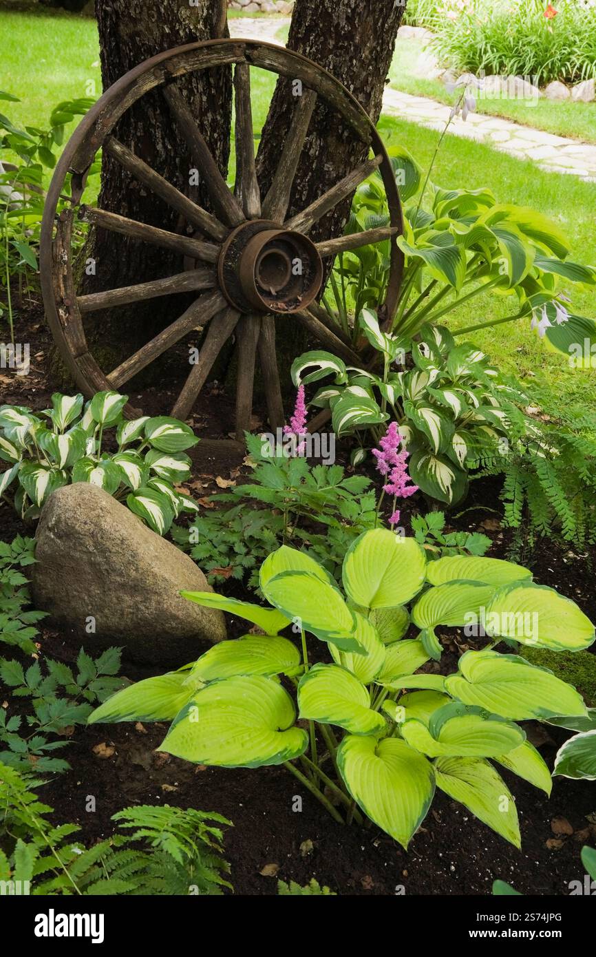 Hostas 'Inniswood' e 'Sharmon' al confine misto sotto Malus domestica - albero di mele decorato con vecchia ruota del carro nel giardino frontale in estate. Foto Stock