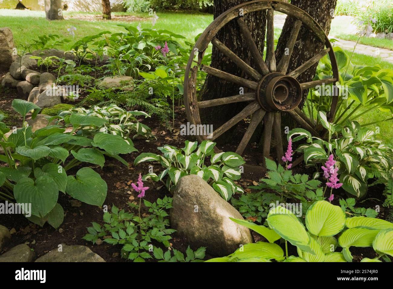Hostas 'Inniswood' e 'Sharmon' al confine misto sotto Malus domestica - albero di mele decorato con vecchia ruota del carro nel giardino frontale in estate. Foto Stock
