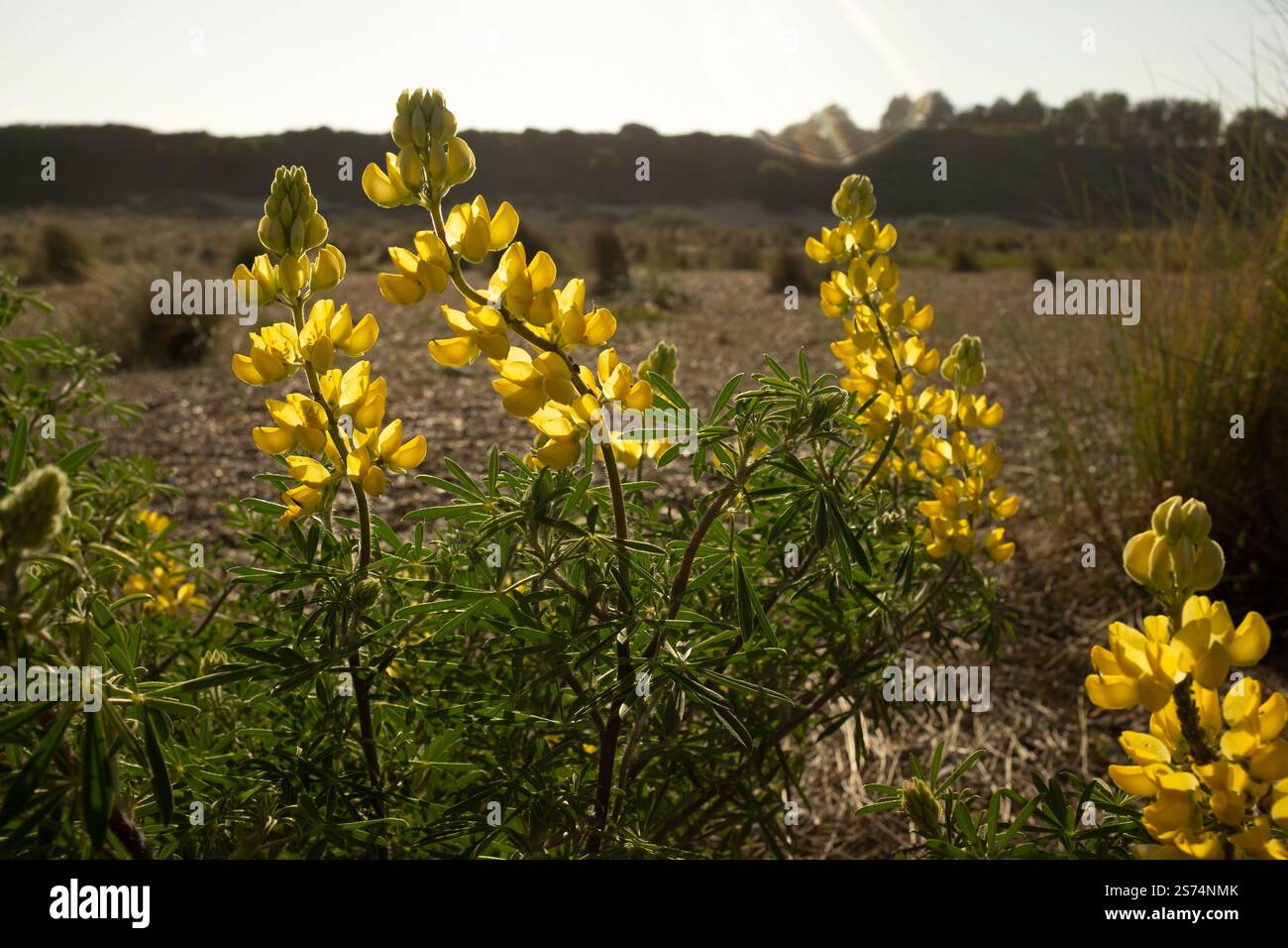 Profilo di uccelli comuni (Lotus corniculatus), spiaggia di Kessingland, Suffolk Foto Stock