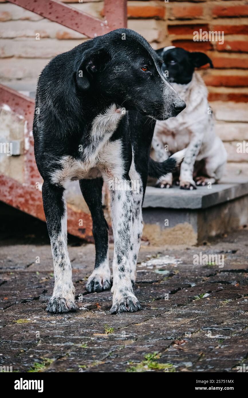 Cani randagi, che vagano liberamente per le strade di Telavi, la capitale della Kakheti in Georgia Foto Stock