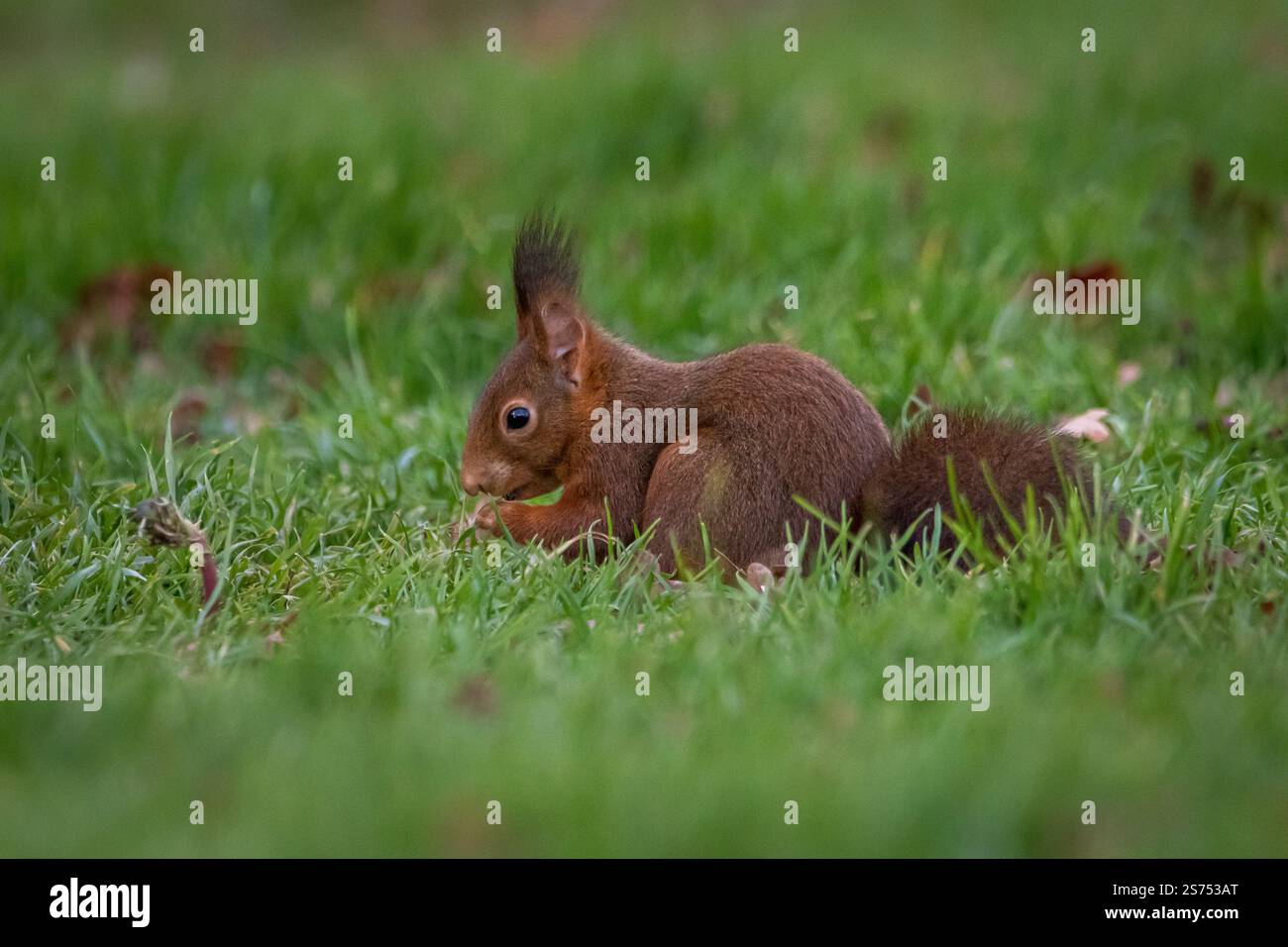 Uno scoiattolo rosso europeo (Sciurus vulgaris) che forgia le noci su un terreno coperto di foglie autunnali. Foto Stock