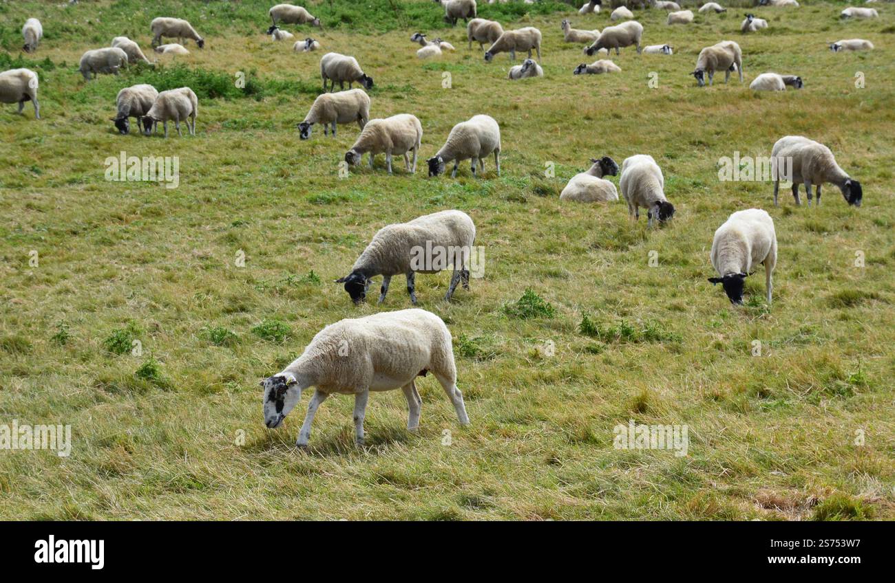 Gregge di pecore che pascolano in un campo verde, Seaford, East Sussex, Inghilterra, Regno Unito Foto Stock