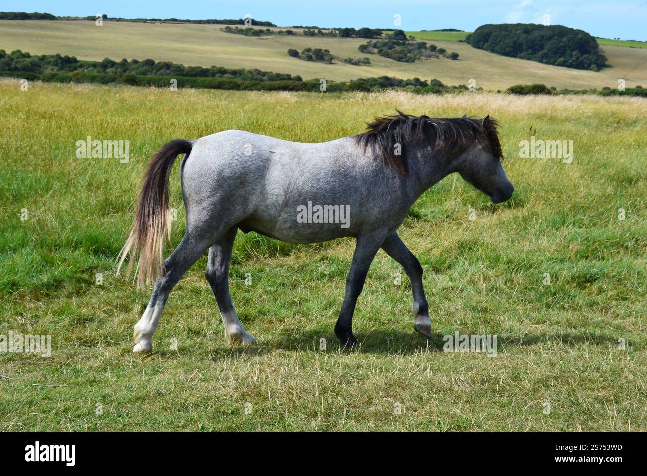 Stallone selvatico in un campo verde, Seaford, East Sussex, Inghilterra, Regno Unito Foto Stock