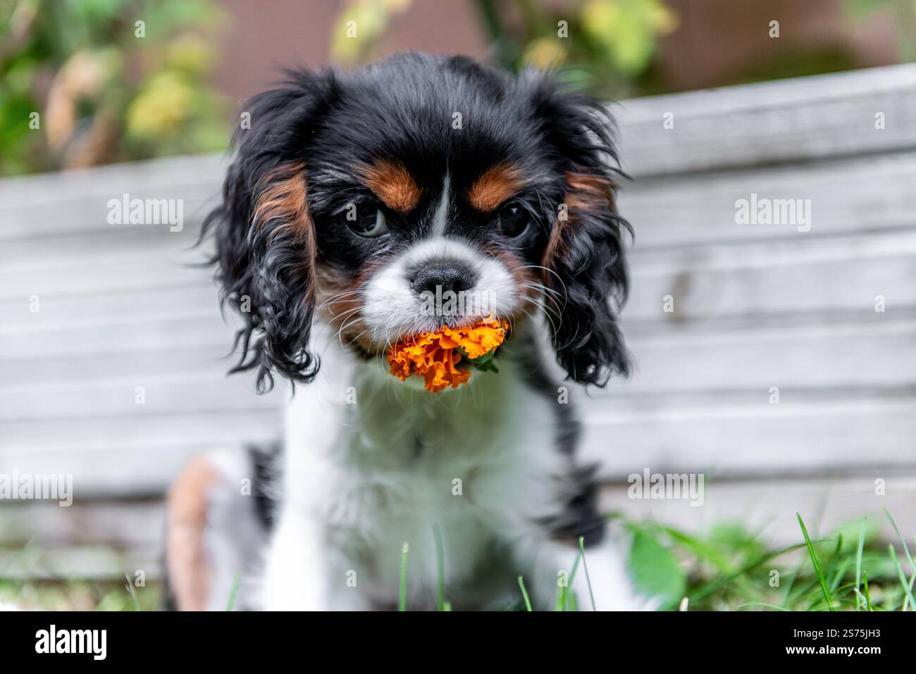 Ritratto del cucciolo. Re carlo spaniel Cavalier nel giardino. Foto Stock