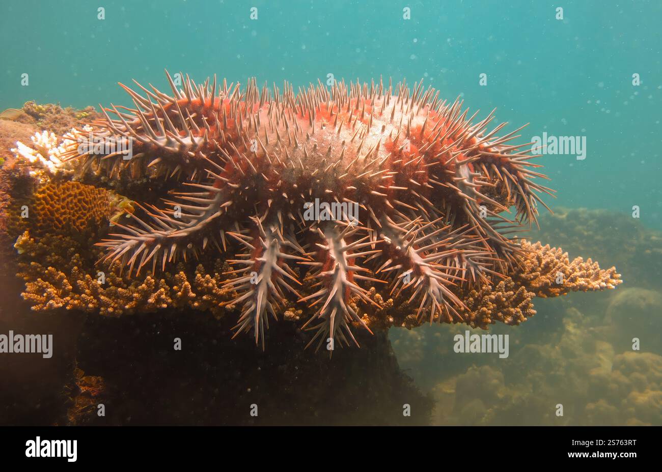 Stelle marine della Corona di spine con spine rosse e blu su coralli vivi e sbiancati, circondate da vivaci coralli nell'isola di Bangka, Indonesia Foto Stock