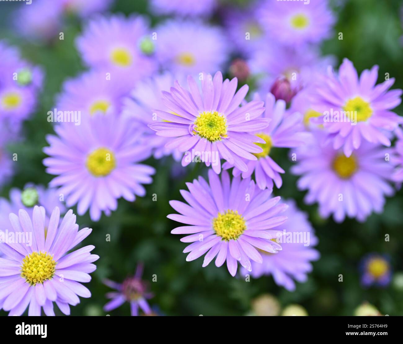 Aster amellus - Italian aster - Michaelmas daisy - Easter daisy - in fiore durante la primavera. Delicate foglie rosa viola con centro giallo. Foto Stock