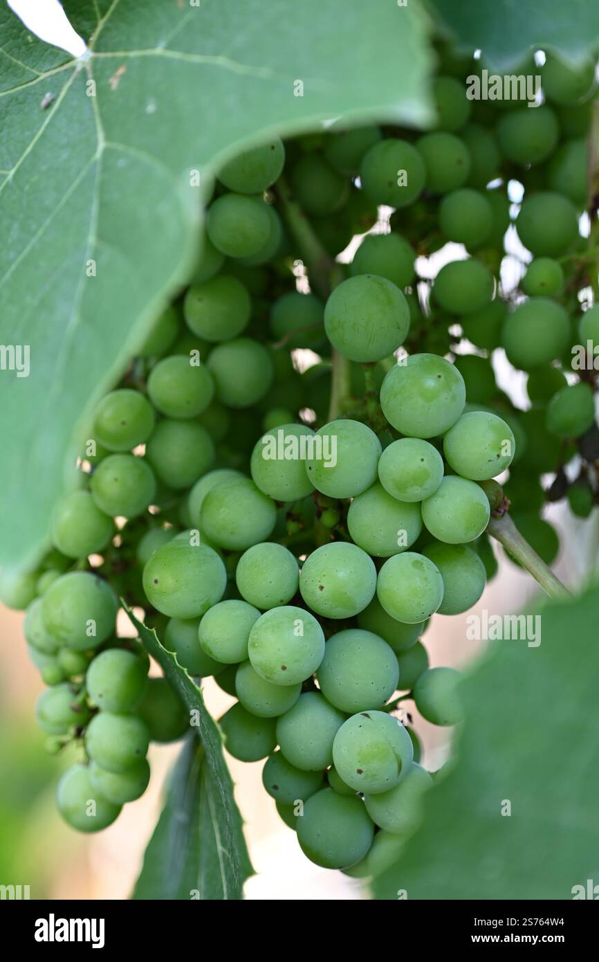 Uva verde selvatica accresciuta su un vitigno circondato da foglie verdi - Vitis vinifera Foto Stock