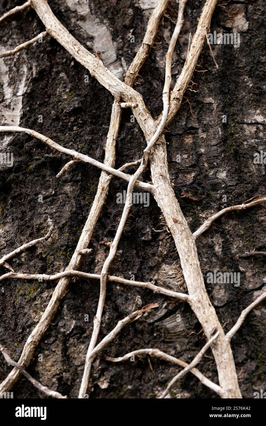 Modelli astratti di radice della vite sul tronco dell'albero - Brevard, North Carolina, USA Foto Stock