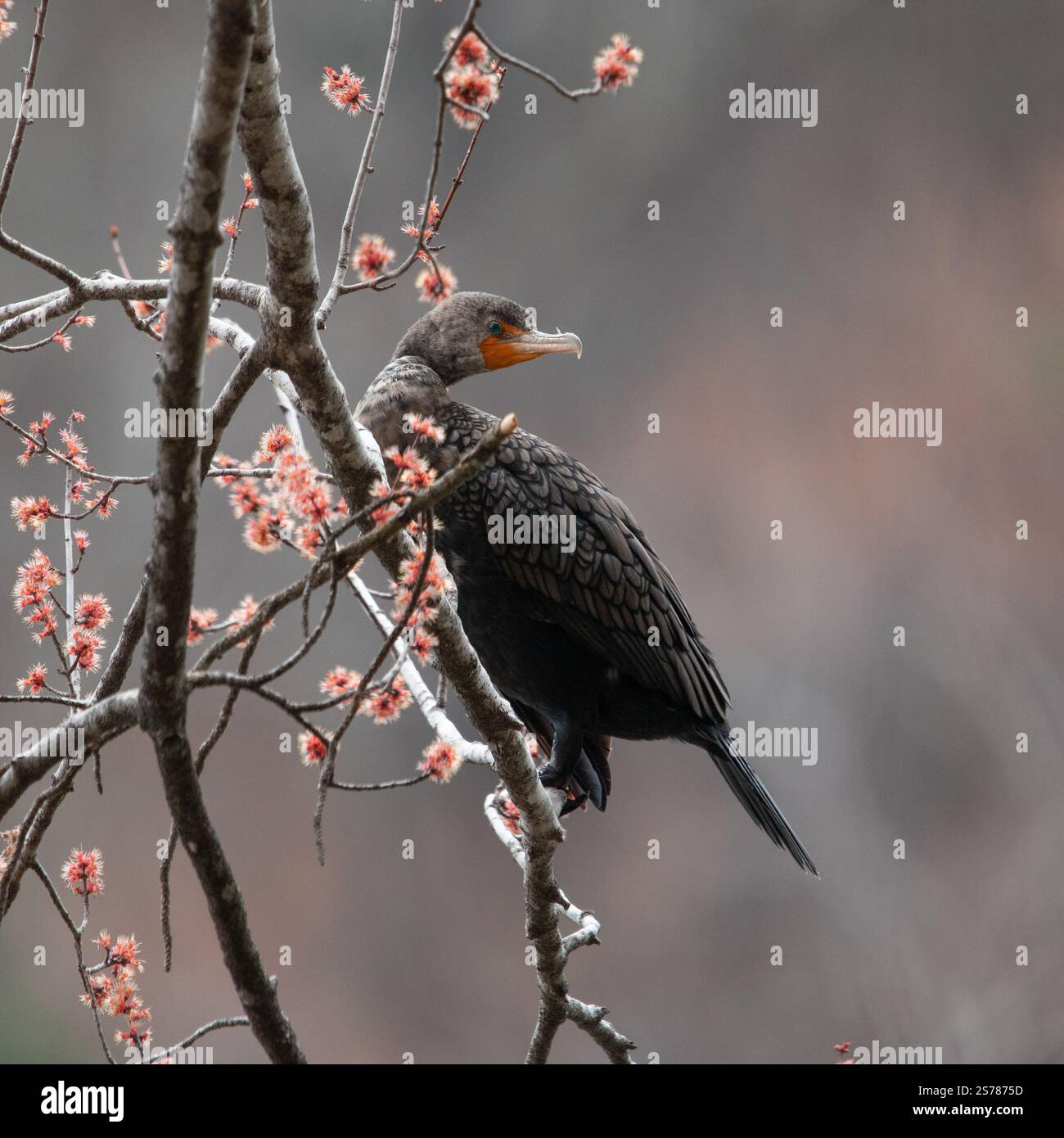Un cormorano si trova sui rami in mezzo ai fiori primaverili, catturato in questa tranquilla fotografia della fauna selvatica, che unisce natura e bellezza stagionale. Foto Stock