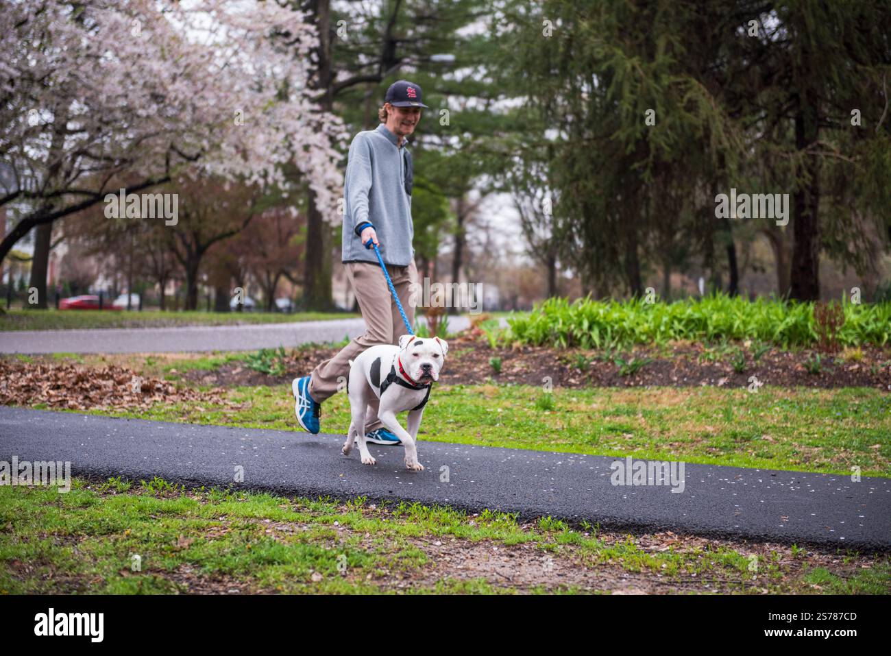 St. Louis, Missouri USA - 23 aprile 2018: Giovane cane pitbull a piedi al parco di Lafayette Square in un giorno di primavera. Foto Stock