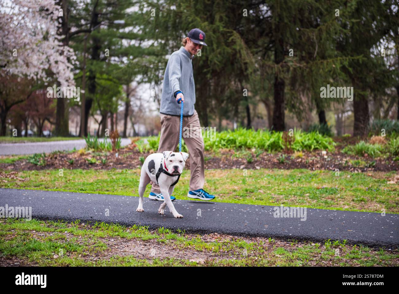 St. Louis, Missouri USA - 23 aprile 2018: Giovane cane pitbull a piedi al parco di Lafayette Square in un giorno di primavera. Foto Stock