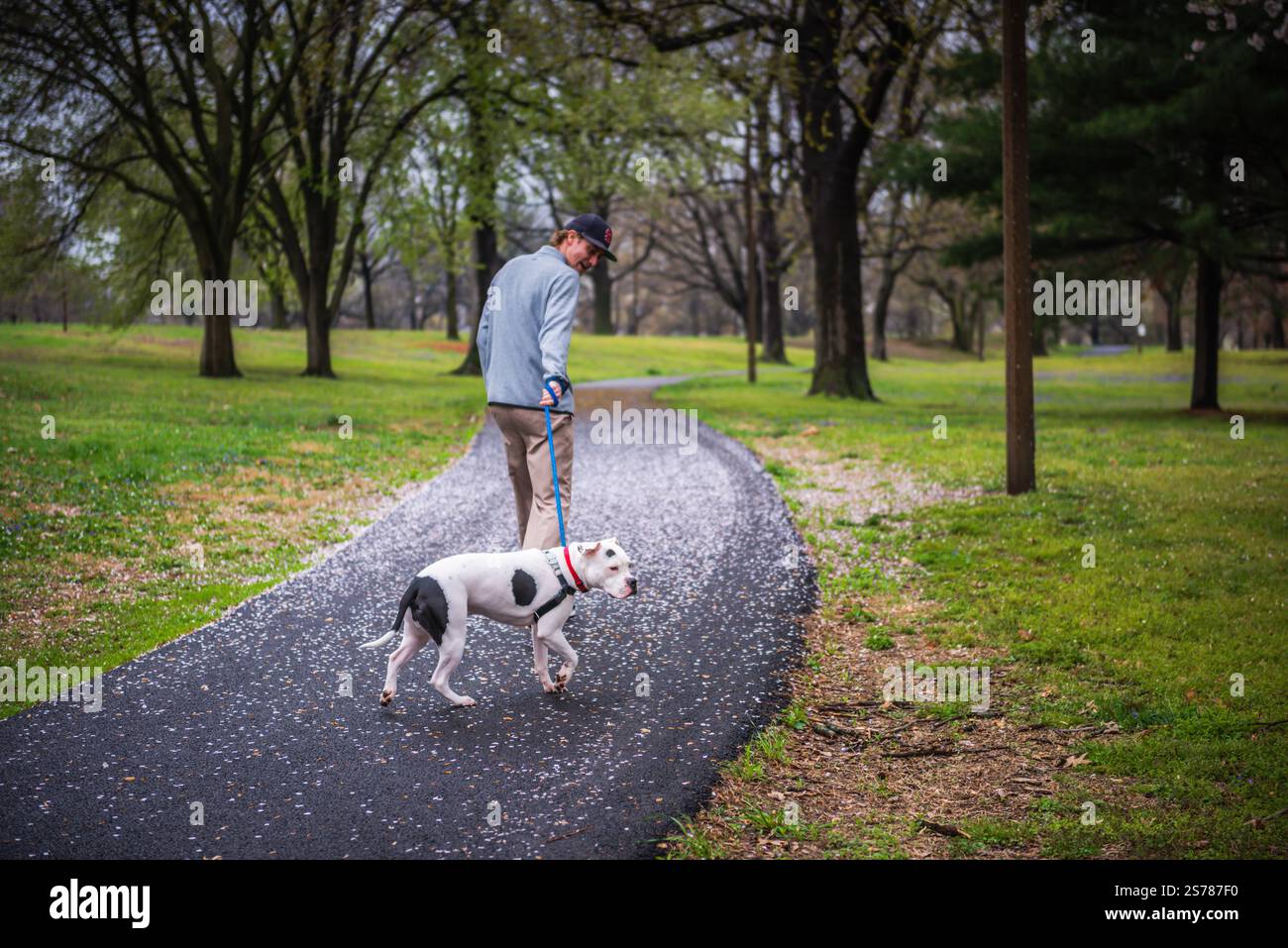 St. Louis, Missouri USA - 23 aprile 2018: Giovane cane pitbull a piedi al parco di Lafayette Square in un giorno di primavera. Foto Stock