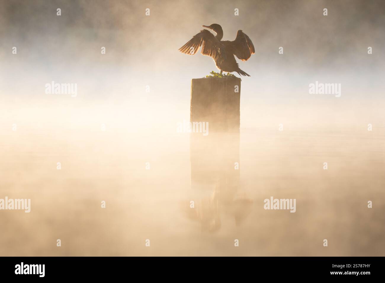Un cormorano è arroccato su un palo di legno con ali spalmate, che si illumina di una calda luce mattutina, e il suo riflesso risplende sul lago nebbioso. Foto Stock