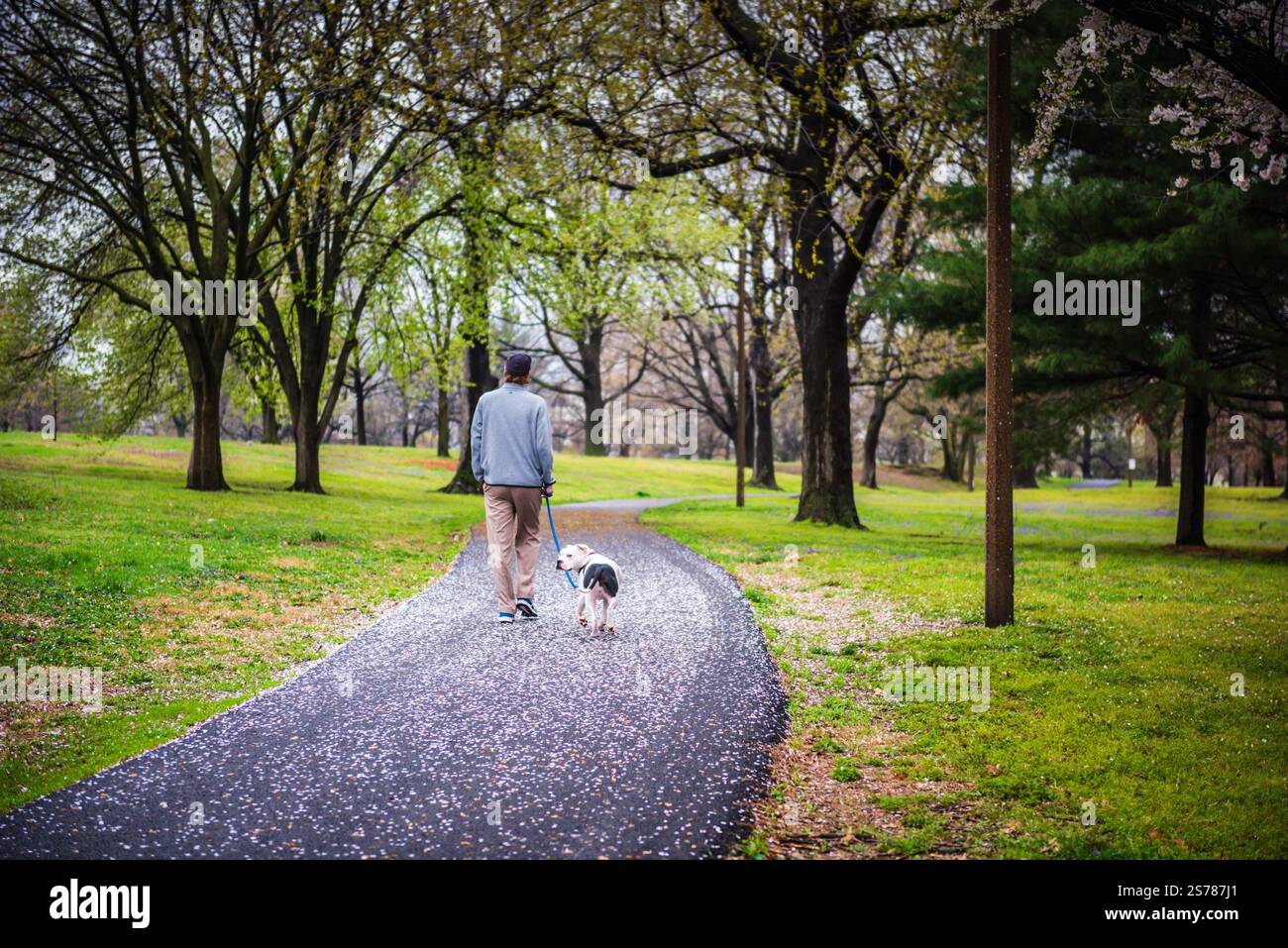 St. Louis, Missouri USA - 23 aprile 2018: Giovane cane pitbull a piedi al parco di Lafayette Square in un giorno di primavera. Foto Stock