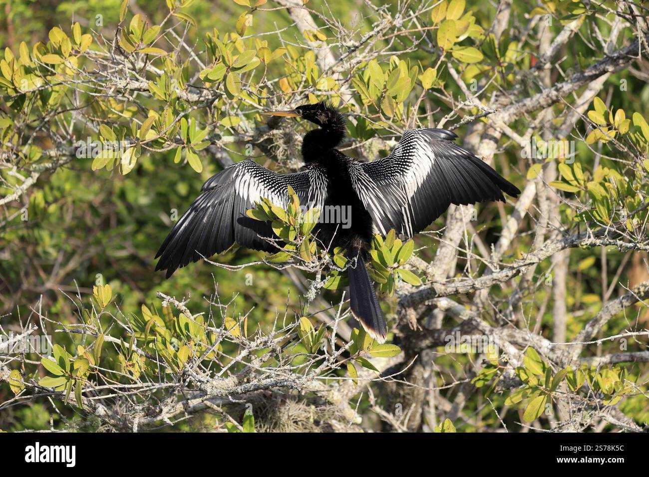 American Darter (Anhinga anhinga), American Darter, adulto, maschio, su albero, Drying Feathers, Merritt Island, Black Point Wildlife Drive, Florida, Stati Uniti, N Foto Stock American Darter (Anhinga anhinga), American Darter, adulto, maschio, su albero, Drying Feathers, Merritt Island, Black Point Wildlife Drive, Florida, Stati Uniti, N Foto Stock