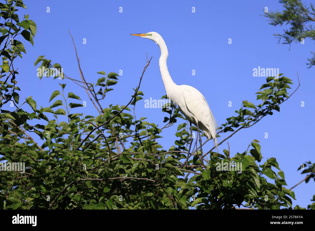 Great Egret (Ardea alba), adulti, in Perch, Orlando, Florida, Stati Uniti, Nord America Foto Stock