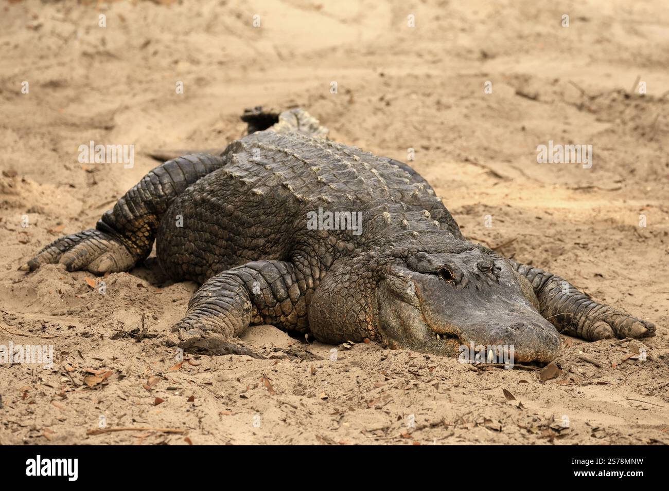 Alligatore Mississippi (alligatore missippiensis), alligatore piccante, adulto, mentito, amichevole, sorridendo, sulla terra, sulla sabbia, Florida, USA, nord America Foto Stock