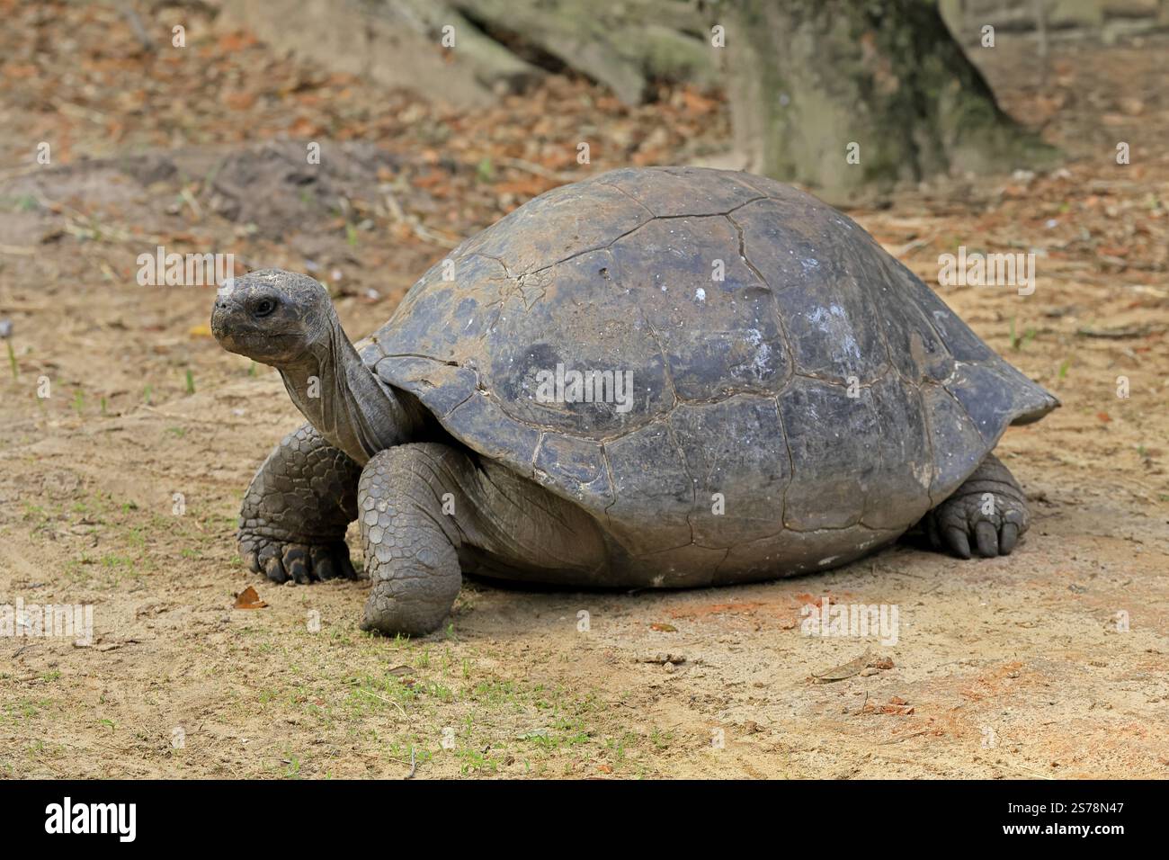 Tartaruga gigante delle Galapagos (Chelonoidis niger), adulto, foraggio, prigioniero, Isole Galapagos, Ecuador, Sud America Foto Stock