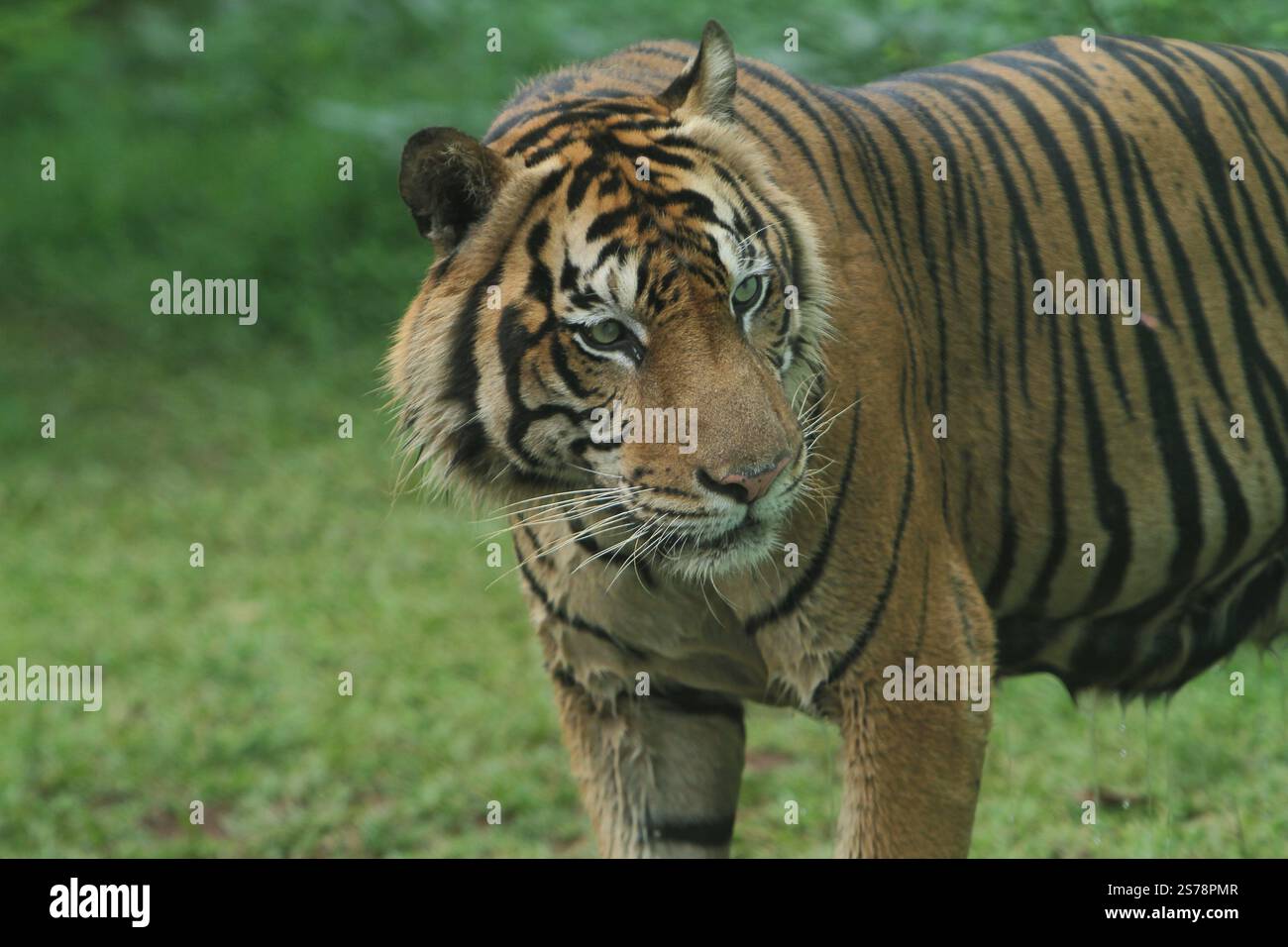Tigre di Sumatra in piedi osservando i suoi dintorni durante il giorno Foto Stock
