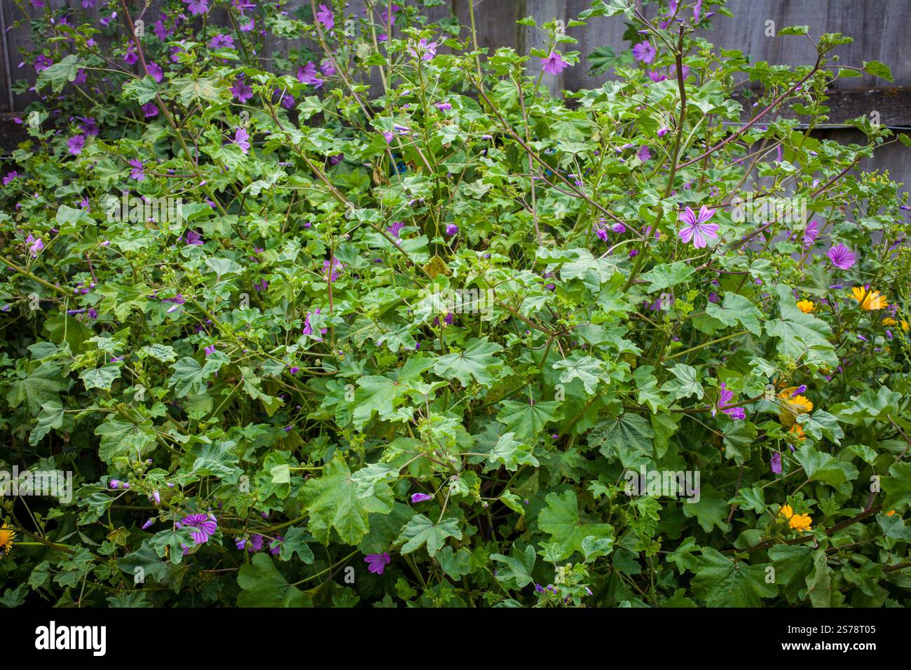 Uno sguardo alla vita in nuova Zelanda: Meraviglioso cibo biologico che cresce nel mio giardino commestibile. Malva selvatica commestibile (Malva spp Cognome: Malvaceae). Foto Stock