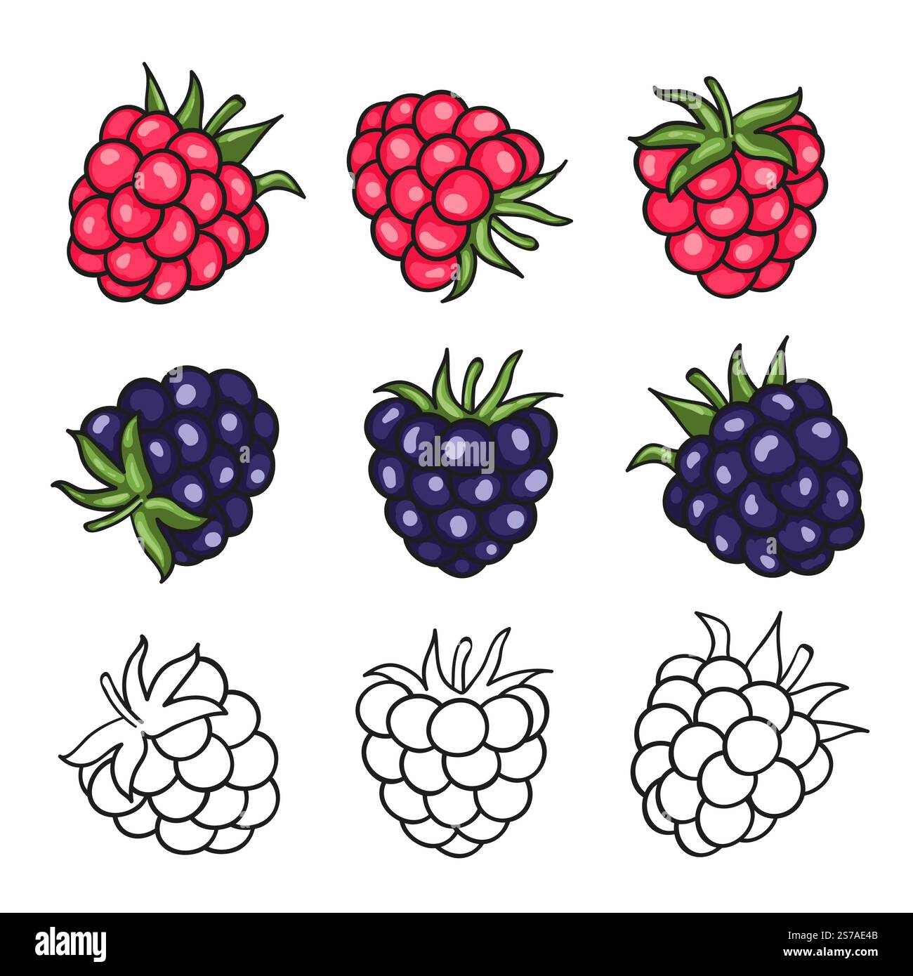 Set Raspberry e blackberry. Illustrazione delle bacche vettoriali Illustrazione Vettoriale
