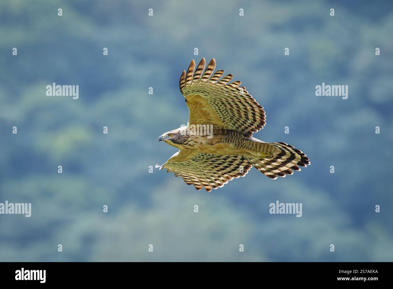 Aquila di falco di montagna in volo tra le montagne e la foresta di Taiwan Foto Stock