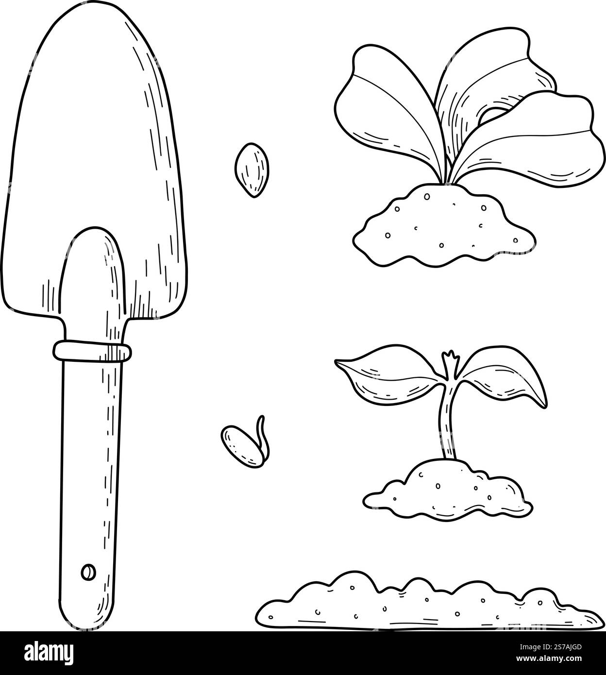 Illustrazione vettoriale delle diverse fasi di crescita delle piante. Adatto per l'uso su siti Web, articoli, etichette, imballaggi. Attrezzi da giardinaggio. In crescita Illustrazione Vettoriale