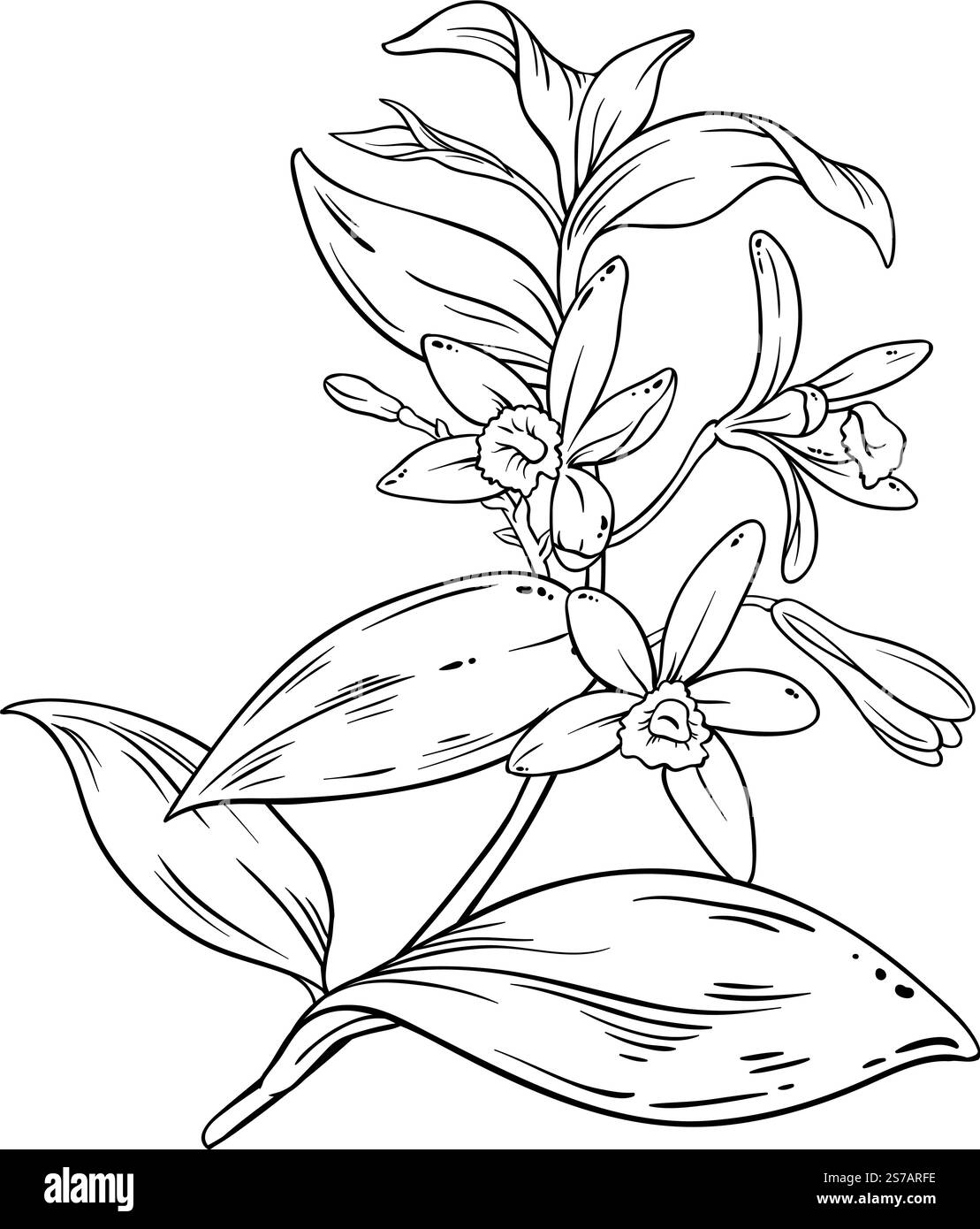 Ramo della vaniglia con illustrazione del profilo dei fiori e delle foglie. Olio essenziale ingrediente per cosmetici, spa, aromaterapia, assistenza sanitaria, spezie aromatiche. V Illustrazione Vettoriale